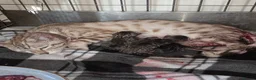 Bengal cats for sale: Bengal charcoal silver kittens from snow lynx mum - Advert 1