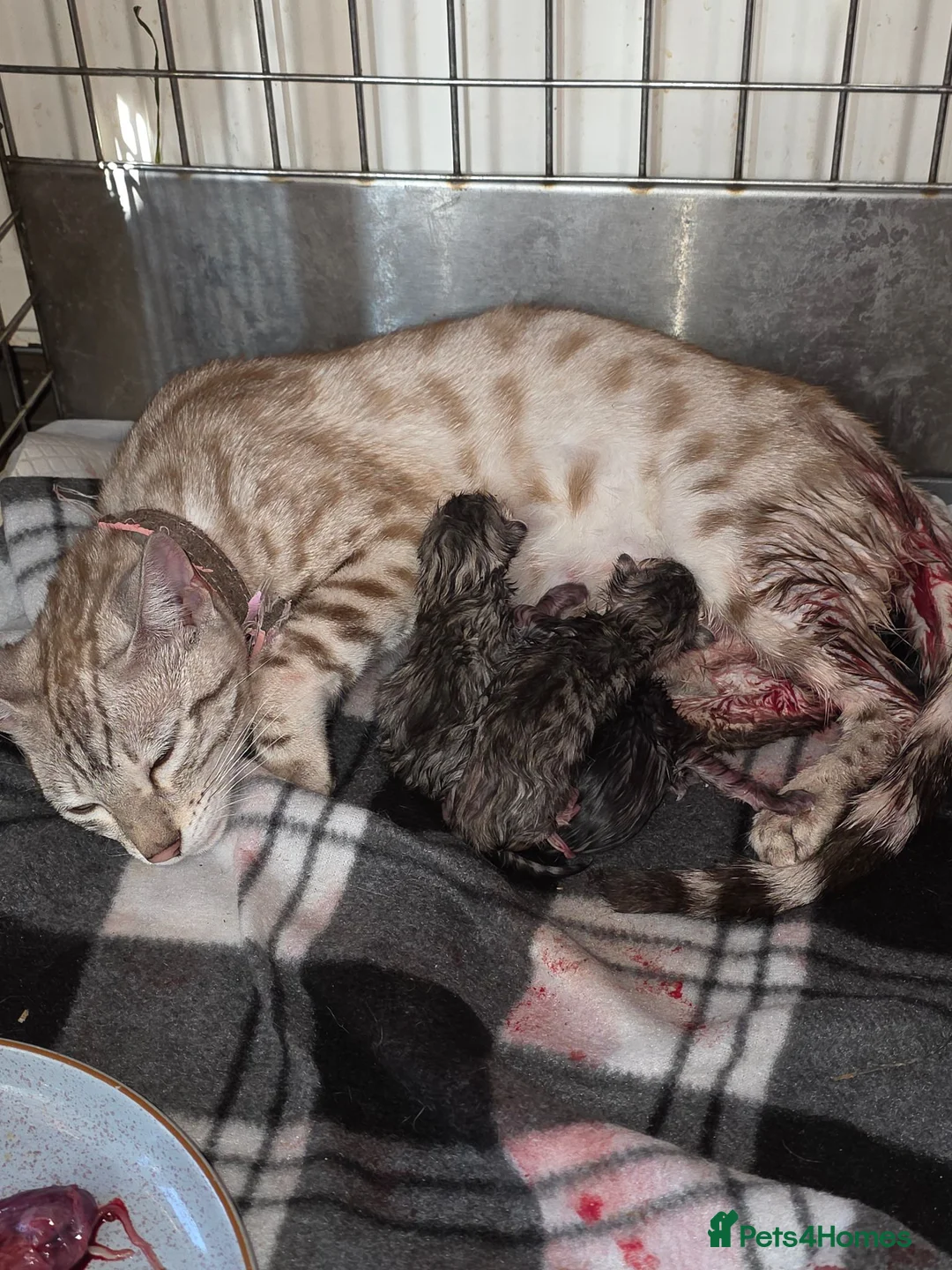 Bengal cats for sale: Bengal charcoal silver kittens from snow lynx mum - Advert 1