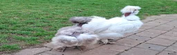 Chickens poultry for sale: Showgirl silkie chicks day old - Advert 12