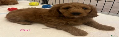 Cavapoo 4