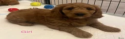 Cavapoo dogs for sale: 🐶🐾Stunning health clear cavapoo puppies🐾🐶 - Advert 11