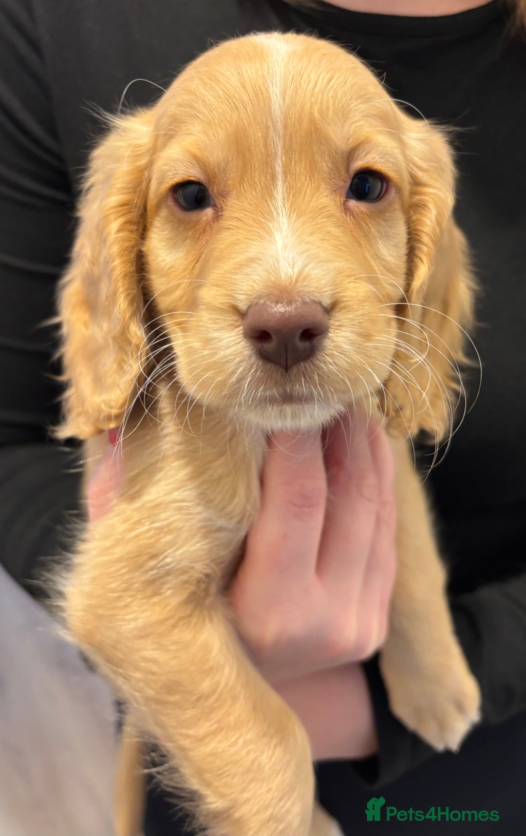 Cockapoo dogs for sale: Stunning cockerspaniel puppies - Image 17
