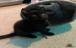 Mixed Breed cats for sale: Tortie kittens - Image 13