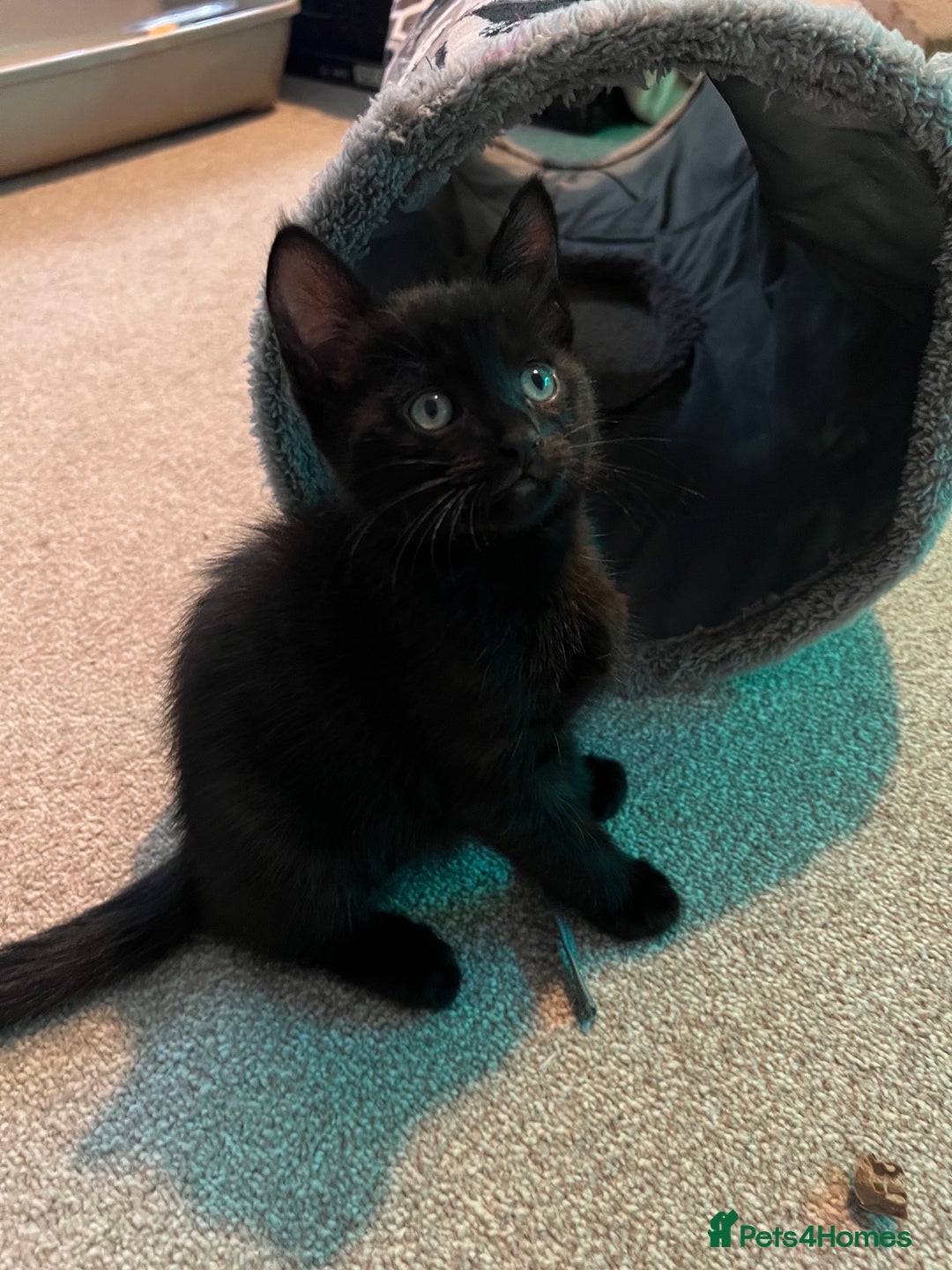 Mixed Breed cats for sale: Tortie kittens - Image 13