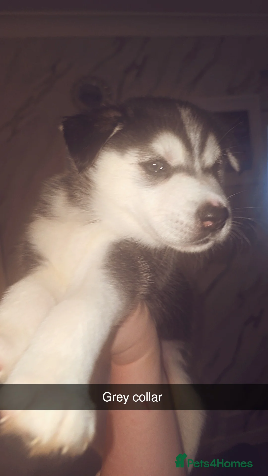 Siberian Husky dogs for sale: 4 siberian husky girl pups  - Advert 5