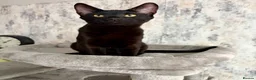 Savannah cats for sale: Melanistic Savannah F4 Female - Advert 2