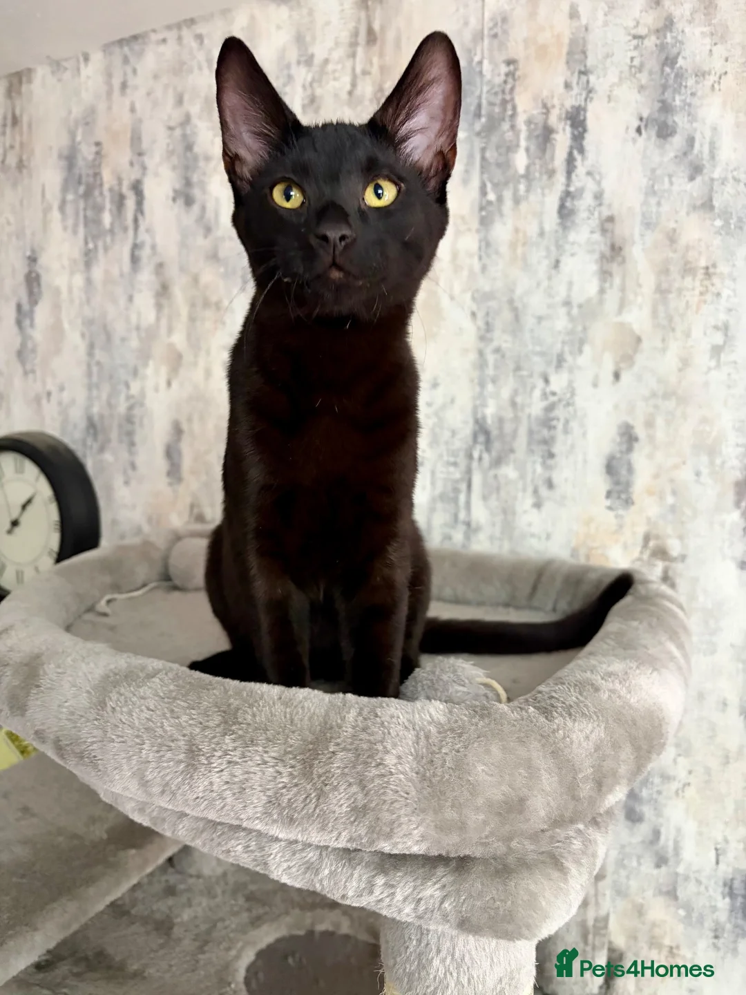 Savannah cats for sale: Melanistic Savannah F4 Female - Advert 2