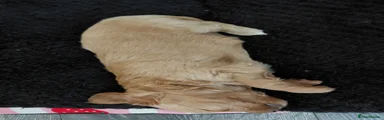 Cockapoo 4