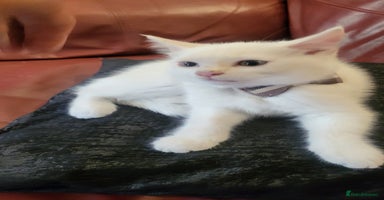 British Shorthair cats - Advert 5