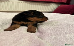 Welsh Terrier dogs for sale: Stunning Health Tested KC Reg Welshie Puppies - Advert 13