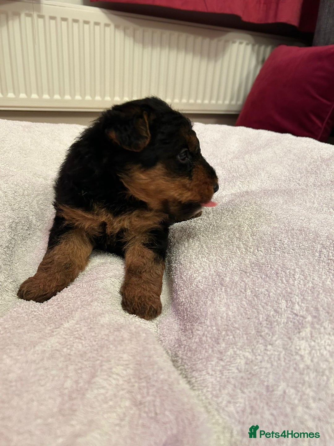 Welsh Terrier dogs for sale: Stunning Health Tested KC Reg Welshie Puppies - Advert 13