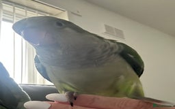 Parakeets birds for sale: 2 male Hand reared green Quaker  - Image 8