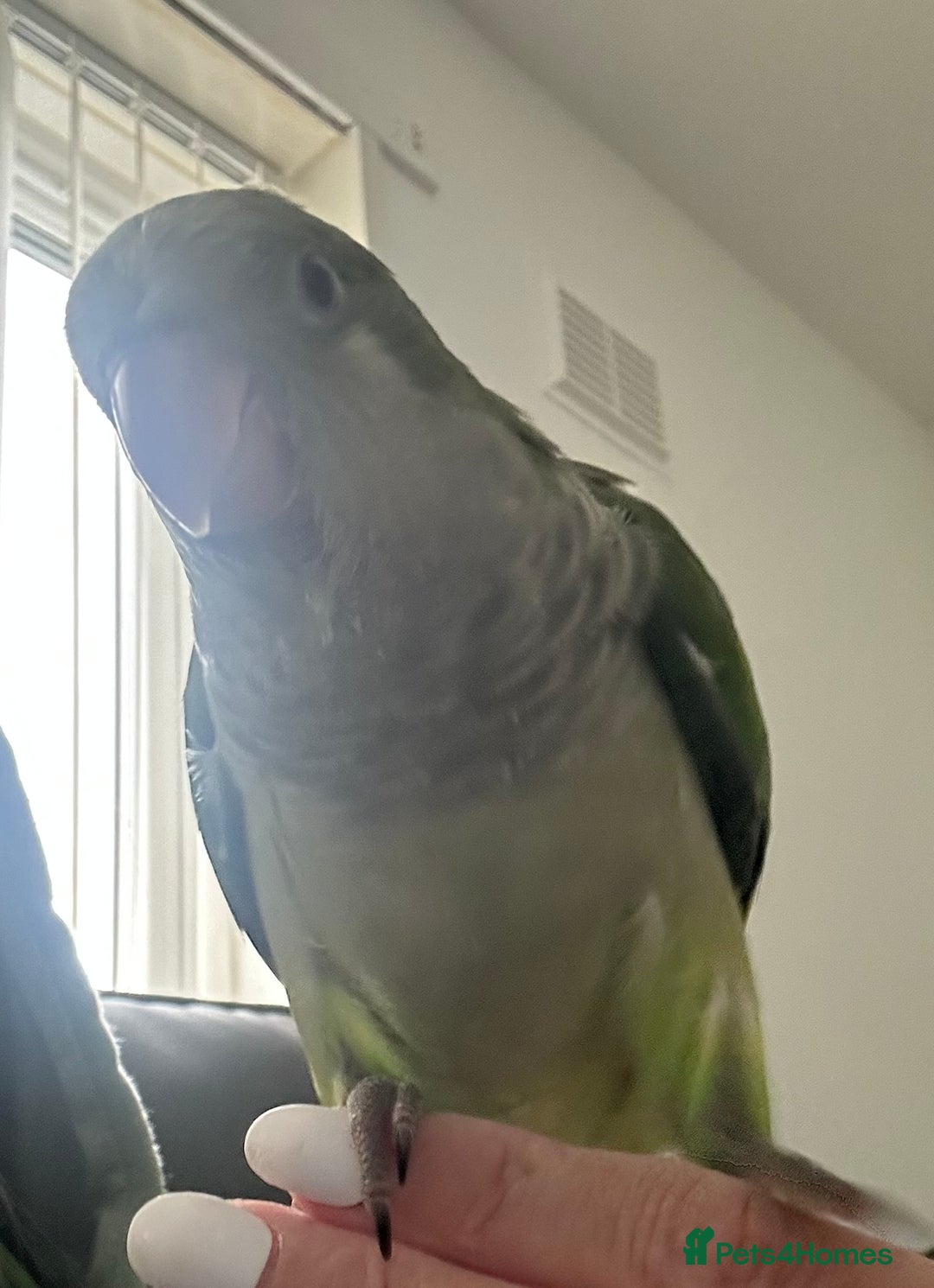 Parakeets birds for sale: 2 male Hand reared green Quaker  - Image 8
