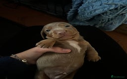 Miniature Dachshund dogs for sale: Stunning Mini Dachshund Puppies - Image 6