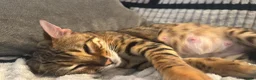 Mixed Breed cats for sale: Bengal cross  in Holt - Advert 5