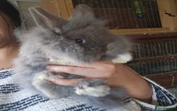 Lionhead rabbits for sale: 5 Beautiful Lion Head Babies - Advert 4