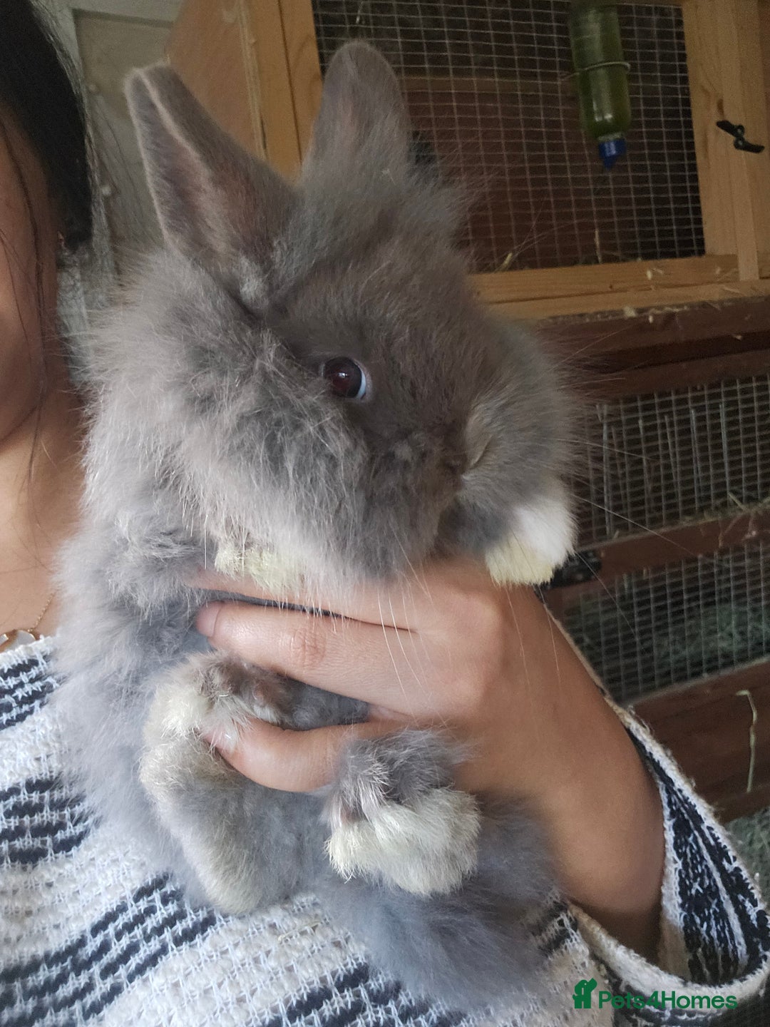 Lionhead rabbits for sale: 5 Beautiful Lion Head Babies - Advert 4