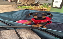 Miniature Dachshund dogs for sale: Lenny  - Image 7