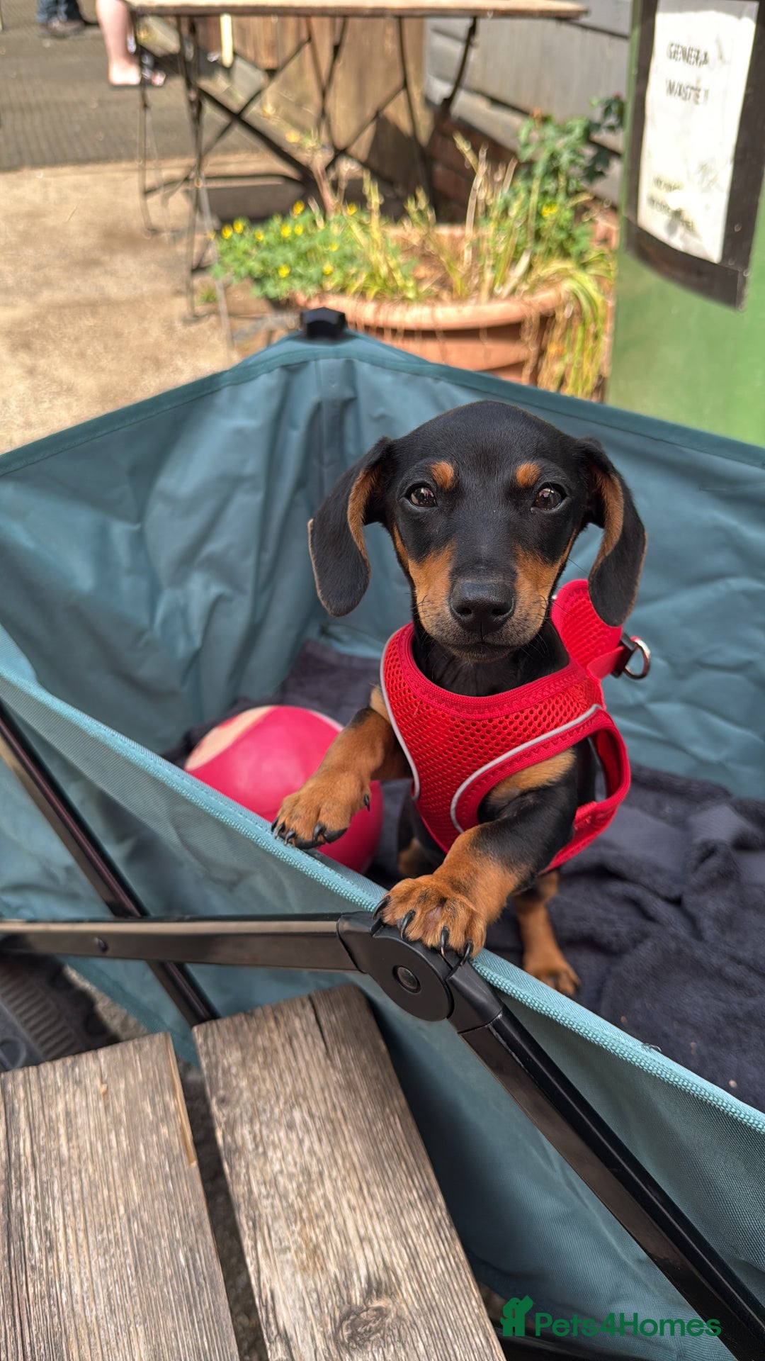 Miniature Dachshund dogs for sale: Lenny  - Image 7