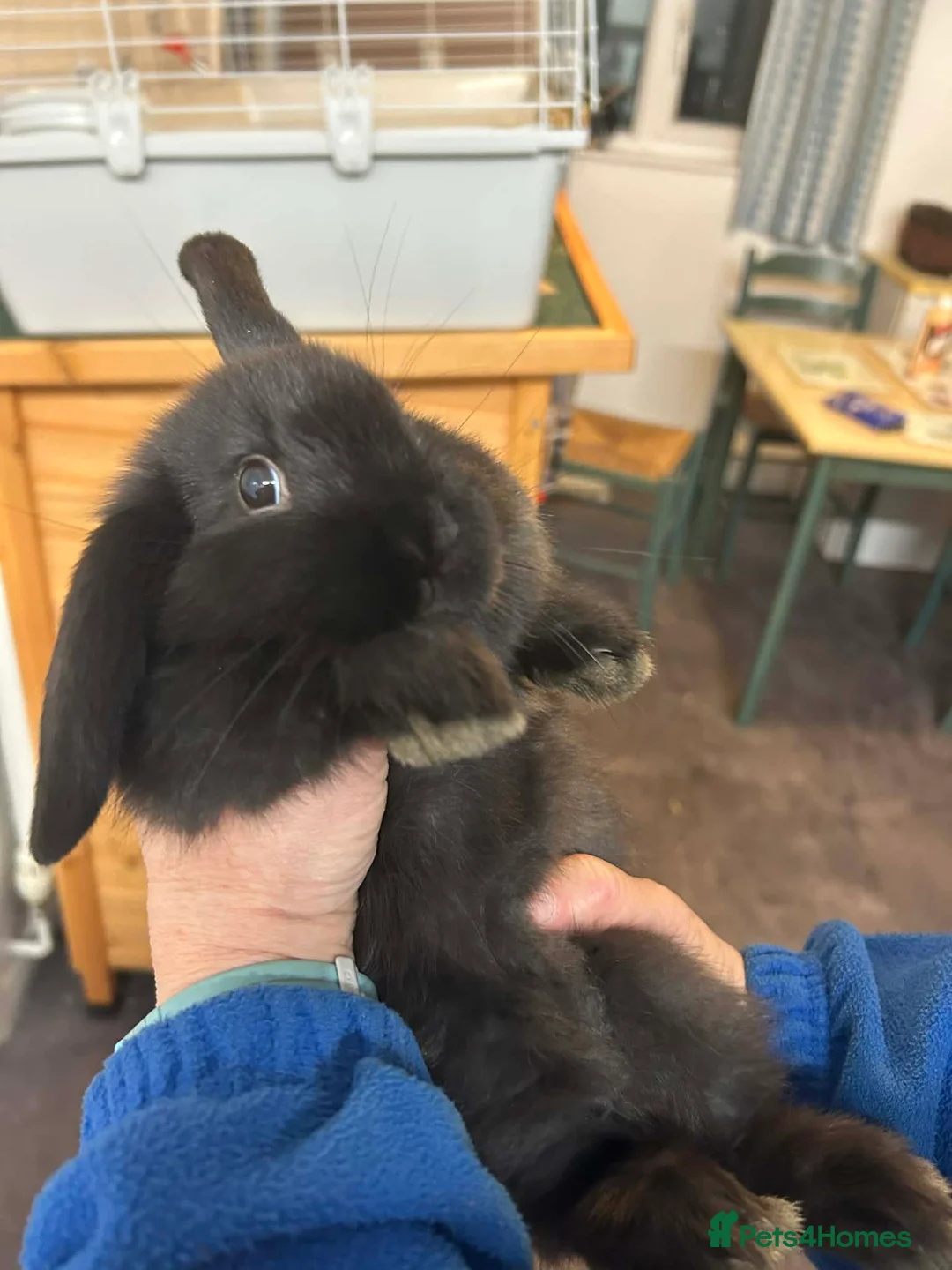 Mini Lop rabbits for sale:  chocolate brown and black Netherland rabbits - Advert 2