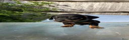 Dachshund dogs for sale: Stunning mini dachshunds  - Advert 23
