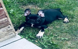 French Bulldog dogs for sale: Beautiful tiny girl Frenchie  - Image 12