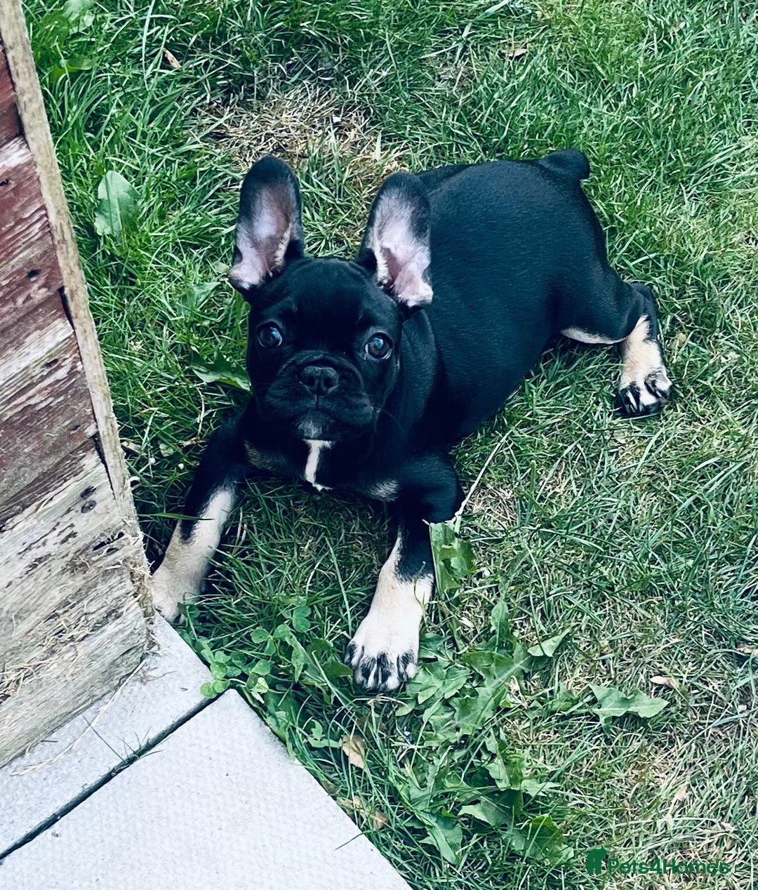 French Bulldog dogs for sale: Beautiful tiny girl Frenchie  - Image 12