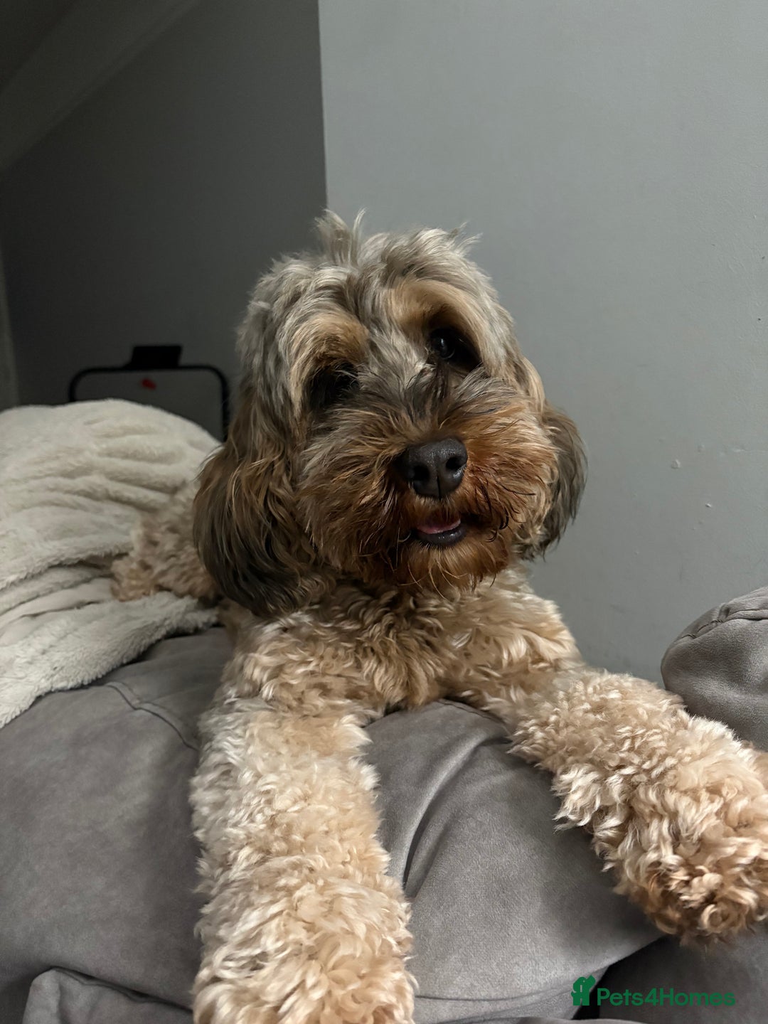 Cockapoo dogs for sale: Bailey the cockapoo  - Image 3