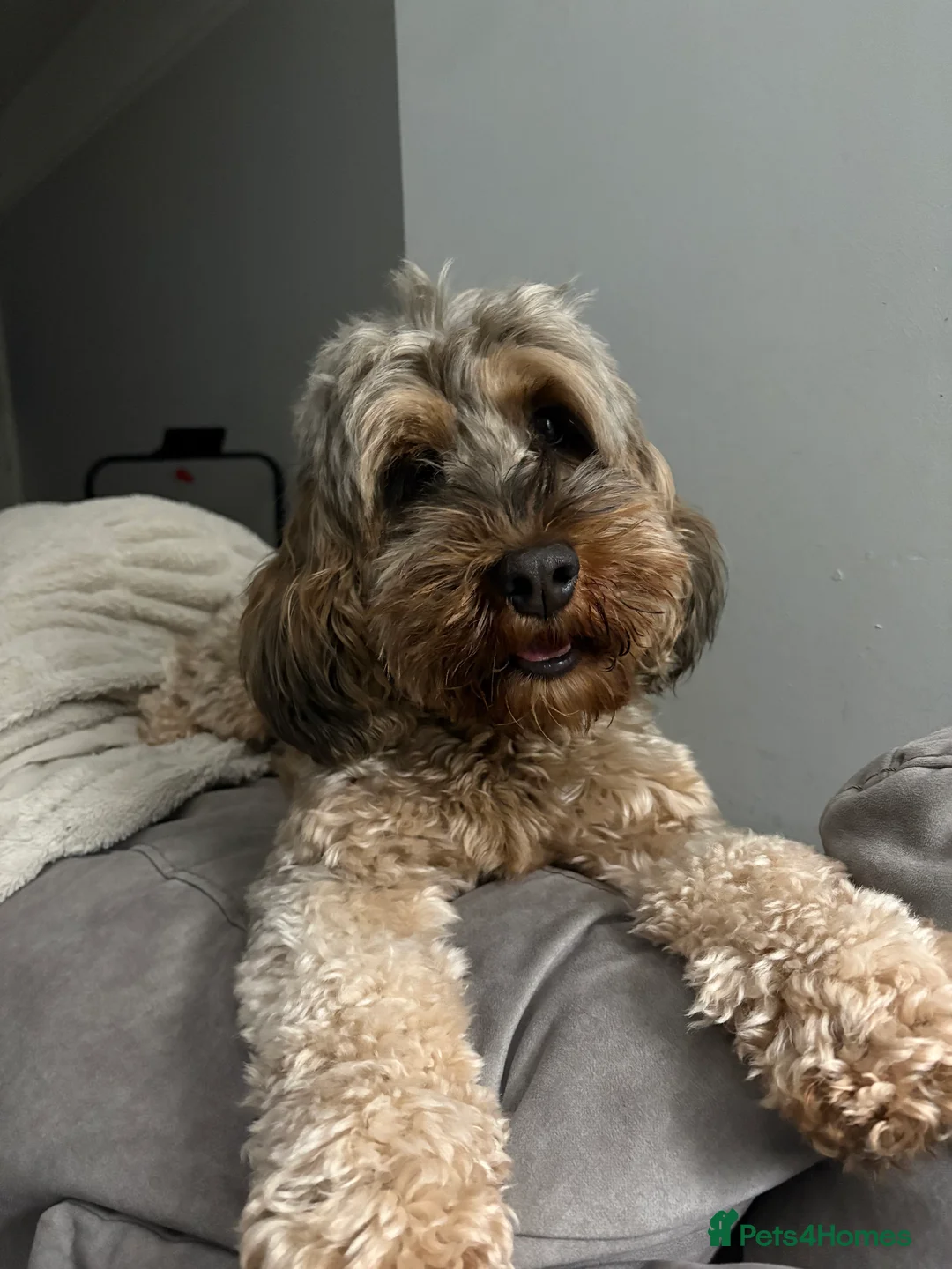 Cockapoo dogs for sale: Bailey the cockapoo  - Advert 3