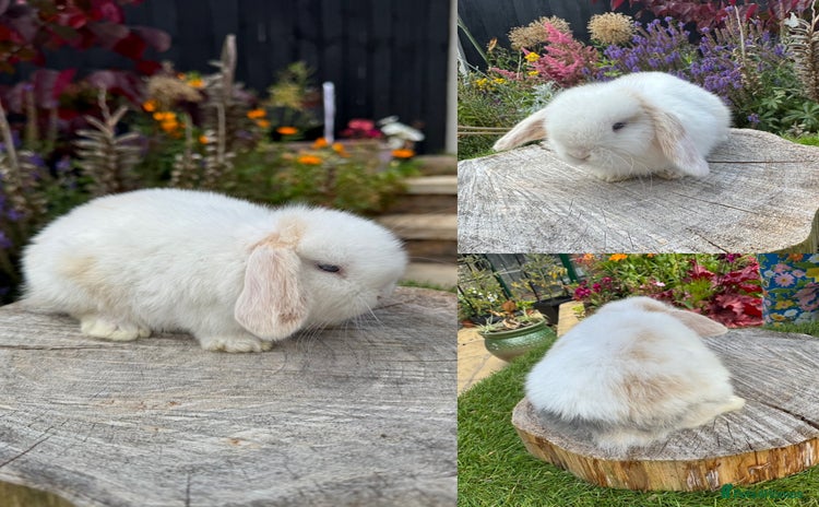 Mini Lop rabbits - Advert 8