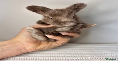 Angora rabbits - Advert 14