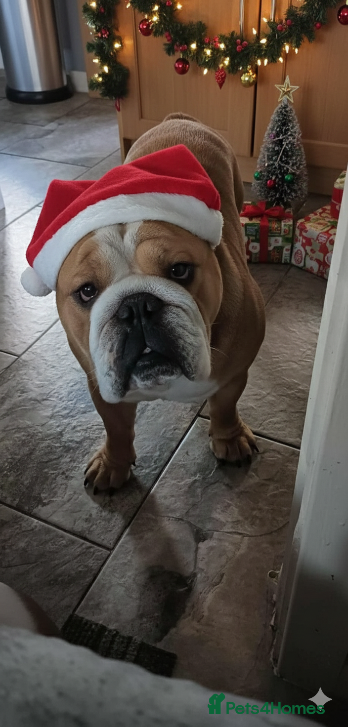 English Bulldog dogs Harry - Advert 2