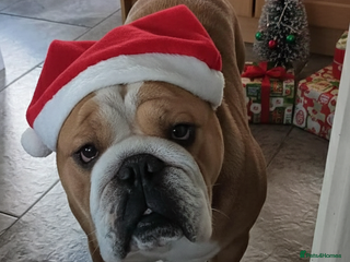 English Bulldog dogs Harry - Advert 2