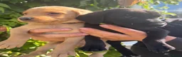 Labrador Retriever dogs for sale: Working Line Labrador Puppies  - Advert 7