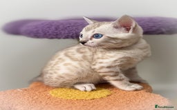 Bengal cats for sale: 😻OUTSTANDING SHOW BENGALS. SHOW WINNING PARENTS🏆 - Image 3