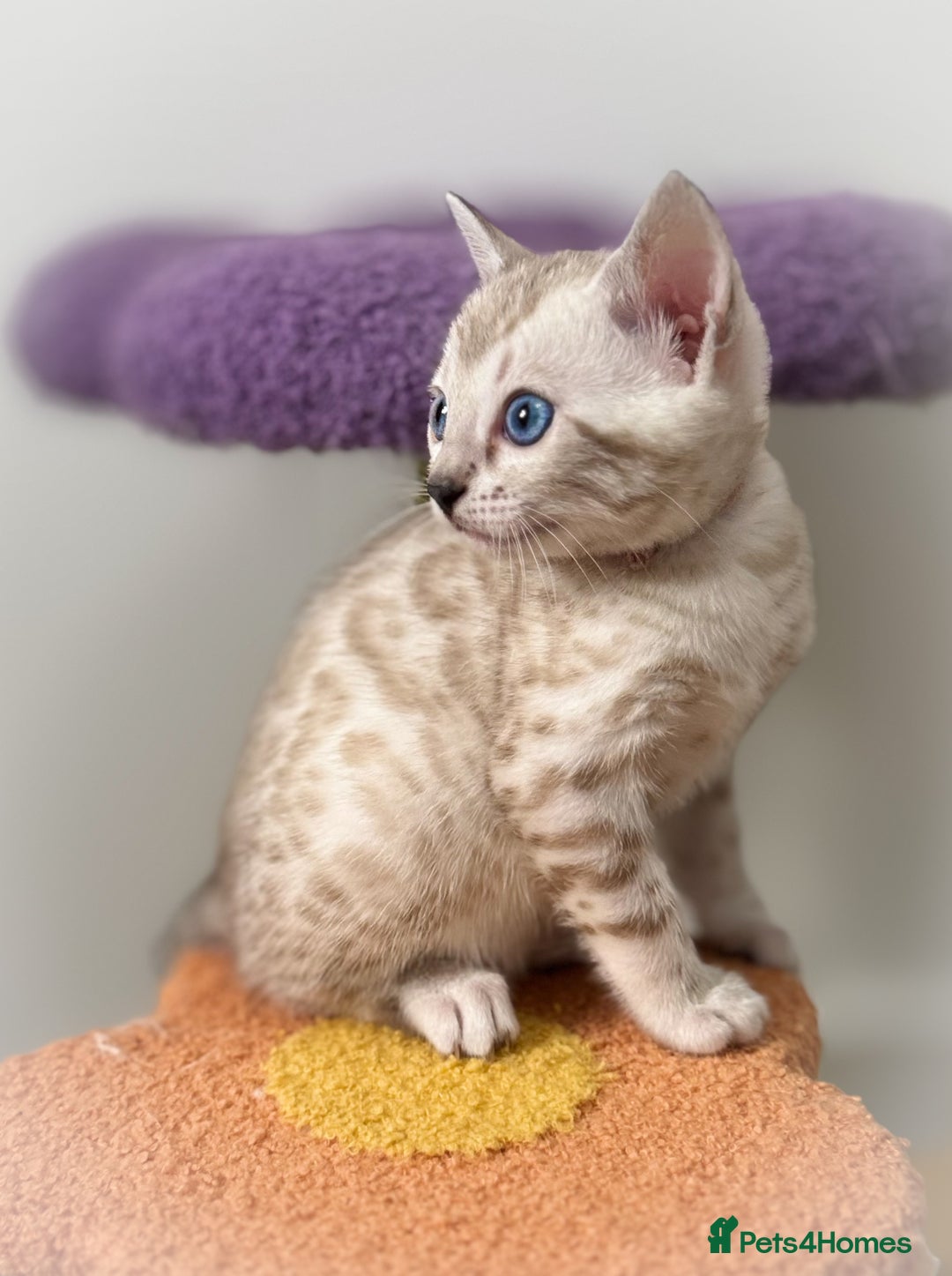 Bengal cats for sale: 😻OUTSTANDING SHOW BENGALS. SHOW WINNING PARENTS🏆 - Image 3