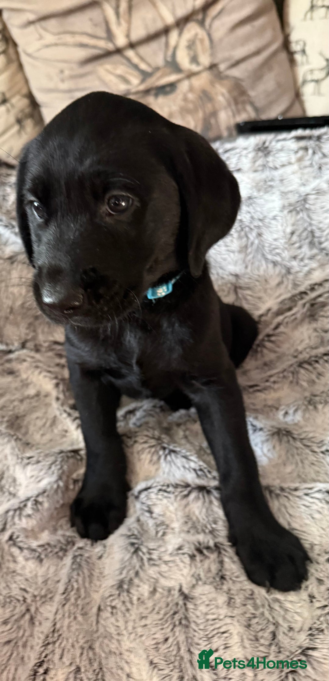 Labrador Retriever dogs for sale: Labrador puppies  - Advert 27