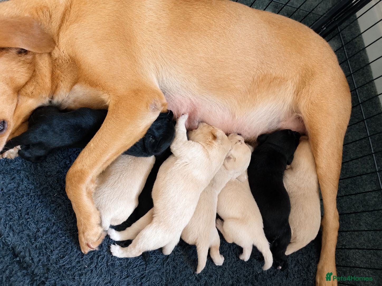 Labrador Retriever dogs 🐶 KC, DNA Clear Labrador retriever pups ⭐ - Advert 1