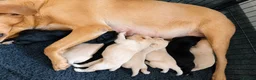 Labrador Retriever dogs for sale: 🐶 KC, DNA Clear Labrador retriever pups ⭐ - Advert 1