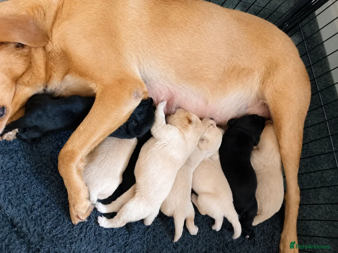 Labrador Retriever dogs for sale: 🐶 KC, DNA Clear Labrador retriever pups ⭐ - Advert 1