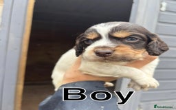Cocker Spaniel dogs for sale: Gorgeous working cocker spaniel puppies  - Image 2