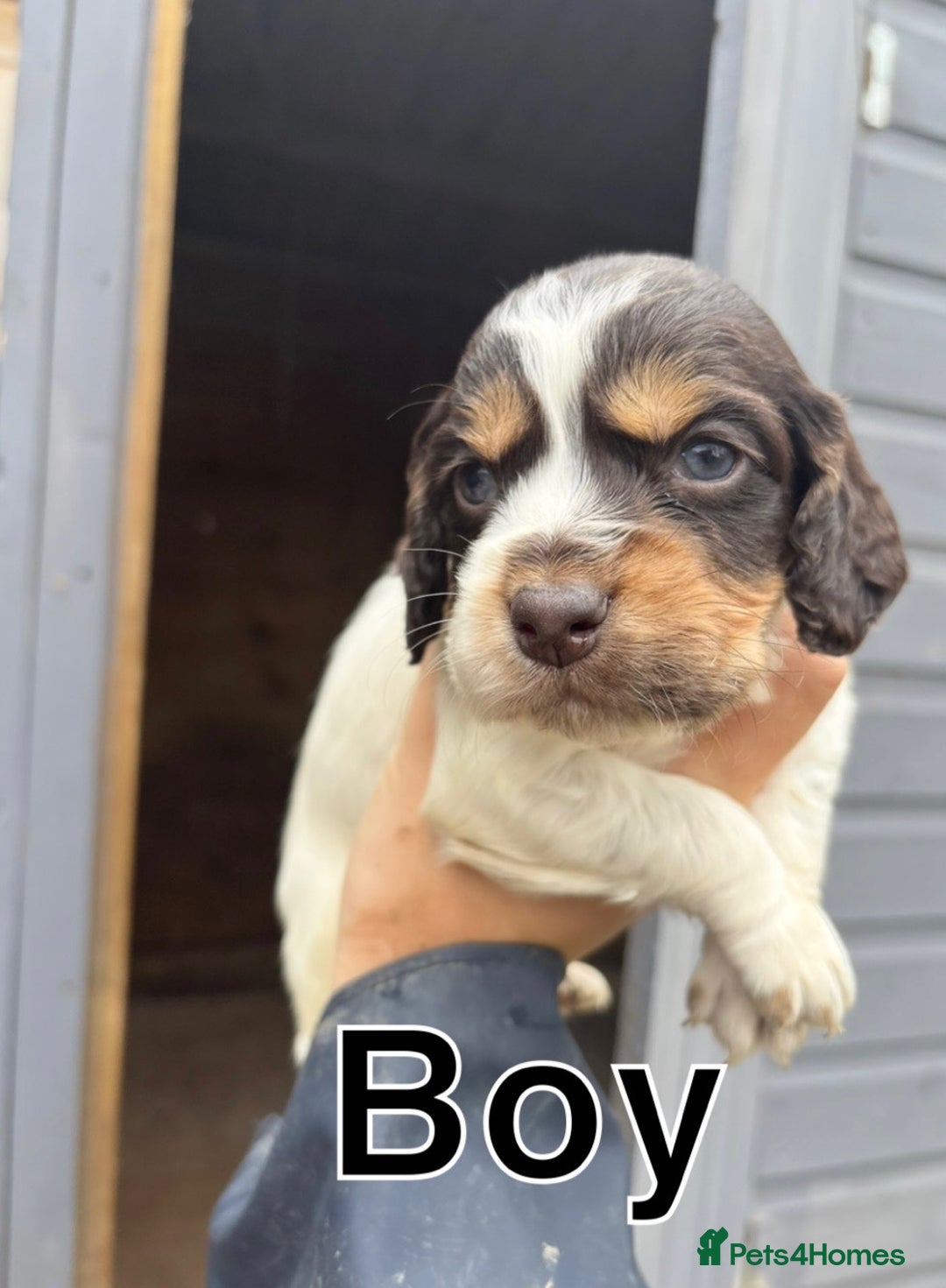 Cocker Spaniel dogs for sale: Gorgeous working cocker spaniel puppies  - Image 2