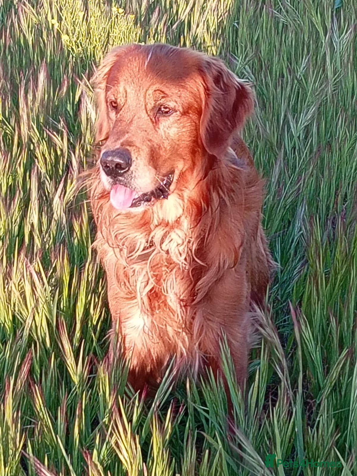 Golden Retriever dogs Beautiful fox red flatcoat retriever proven stud - Advert 6