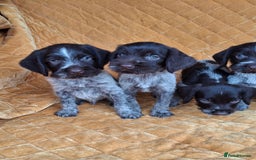 German Wirehaired Pointer dogs for sale: Quality German wirehaired pointer pups. - Image 22