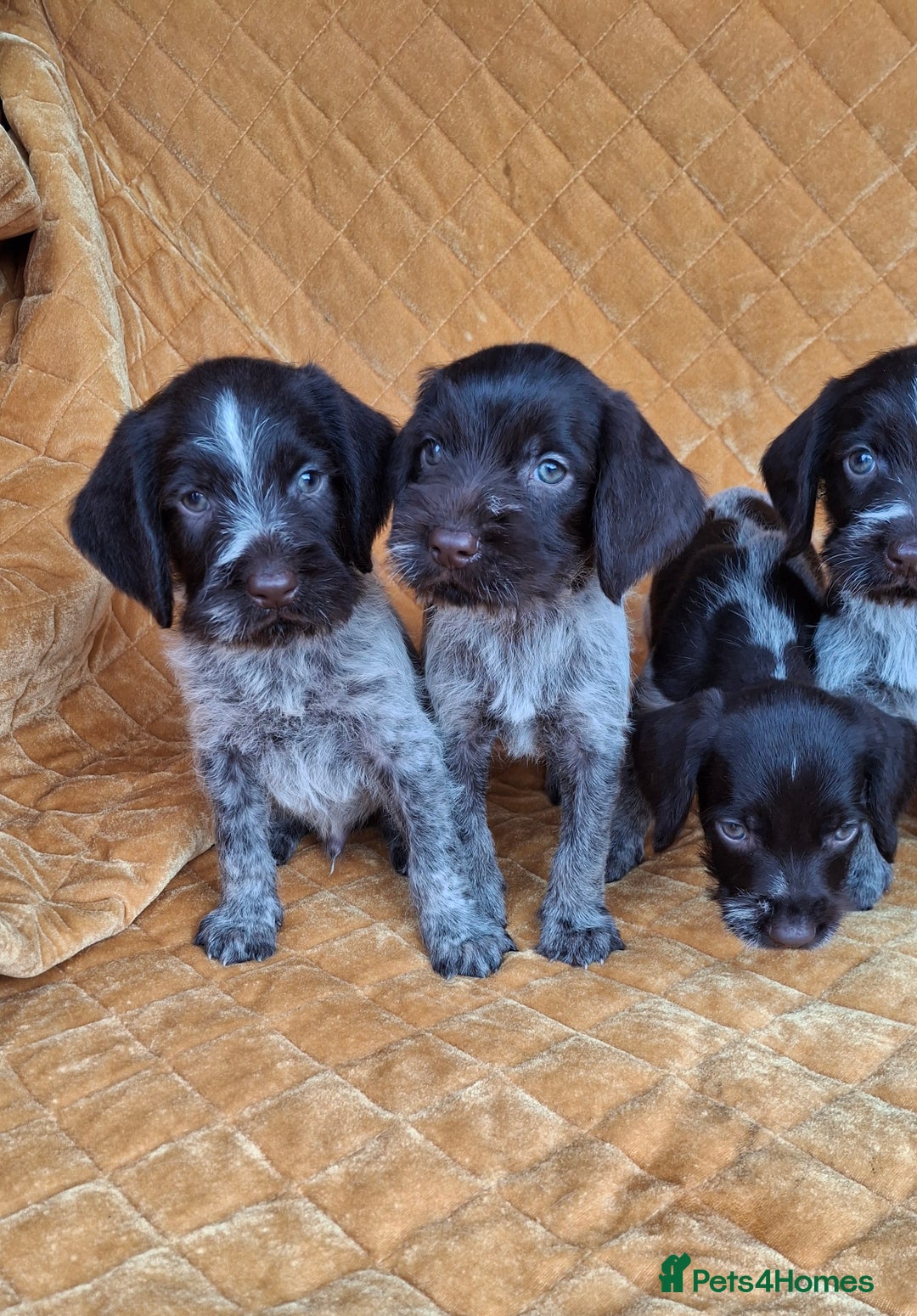 German Wirehaired Pointer dogs for sale: Quality German wirehaired pointer pups. - Image 22