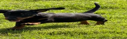 Miniature Dachshund dogs for sale: Beautiful KC registered Miniature Dachshund pup  - Advert 2