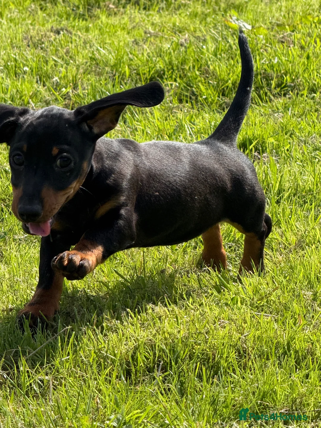 Miniature Dachshund dogs for sale: Beautiful KC registered Miniature Dachshund pup  - Advert 2