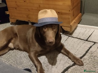 Labrador Retriever dogs in Reading - Advert 31