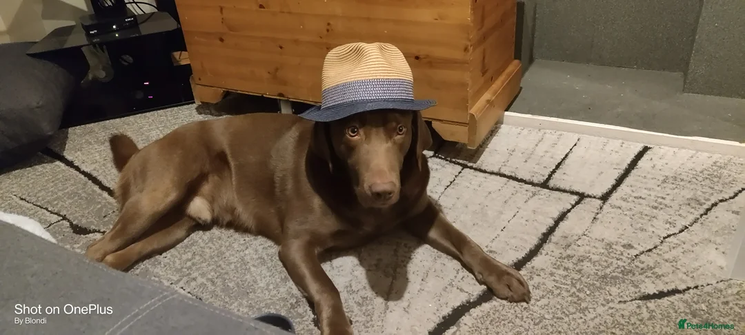 Labrador Retriever dogs for stud: Proven stud in Reading - Advert 1