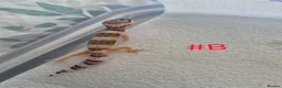 Leopard Gecko reptiles for sale: Leopard geckos available  - Advert 9